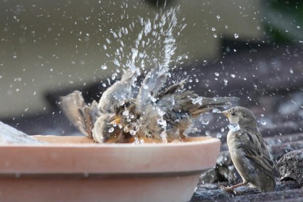 Wzbogacenie środowiska dla ptaków - Kąpiel, świetna forma wzbogacenia środowiska dla ptaków domowych latem