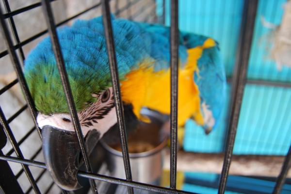 Wzbogacenie środowiska dla ptaków - Znaczenie środowiska u ptaków domowych