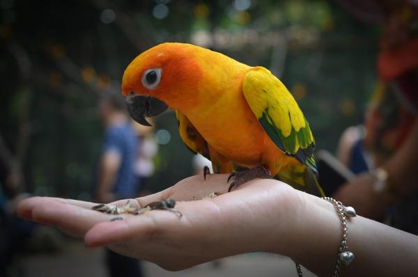 Wzbogacenie środowiska dla ptaków - Czy wiesz, że żywność wpływa również na dobrostan zwierząt?