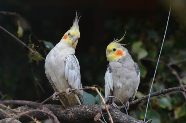 Wzbogacenie środowiska dla ptaków - Socjalizacja, niezbędna dla optymalnej jakości życia