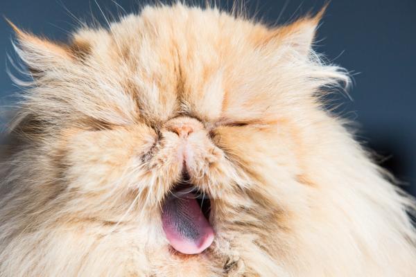 Jak usunąć węzły z kota perskiego - Ostatnia opcja: odetnij węzeł