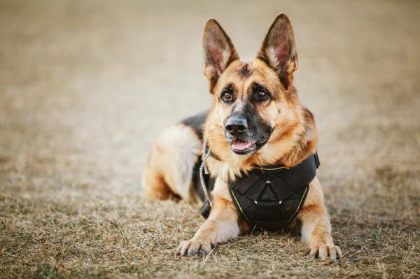 Najlepsze rasy psów policyjnych - psy ratownicze