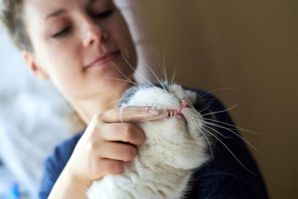 Jak zrobić pastę do zębów dla kotów?  - Higiena jamy ustnej kotów