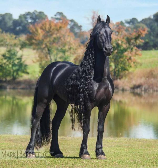 10 najpiękniejszych zwierząt świata - 8. Koń fryzyjski