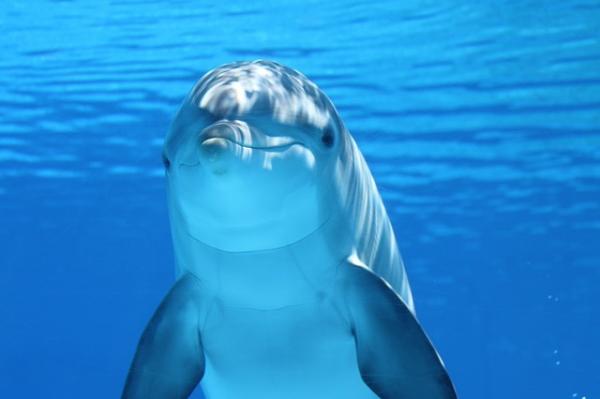 10 najpiękniejszych zwierząt na świecie - 5. Delfin 
