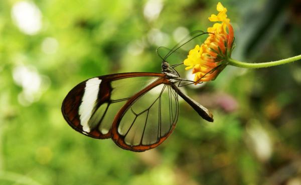 10 najpiękniejszych zwierząt na świecie - 10. Kryształowy motyl