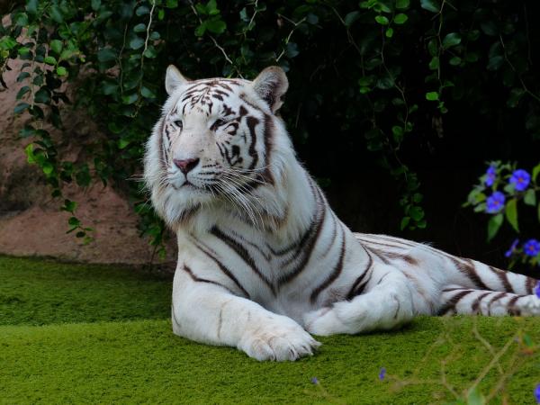 10 najpiękniejszych zwierząt na świecie - 2. Biały tygrys bengalski