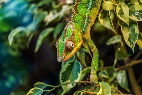 10 najpiękniejszych zwierząt na świecie - 7. Kameleon
