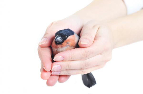 Kokcydioza u ptaków - objawy kokcydiozy u ptaków