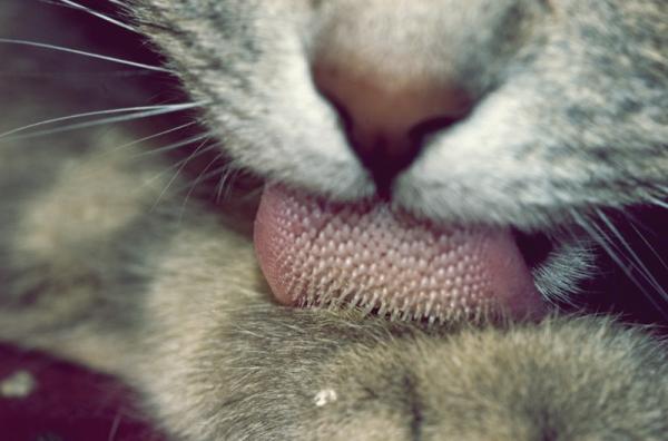 Słód dla kotów - Różne zastosowania i jak często go oferować - Do czego nadaje się słód dla kotów?