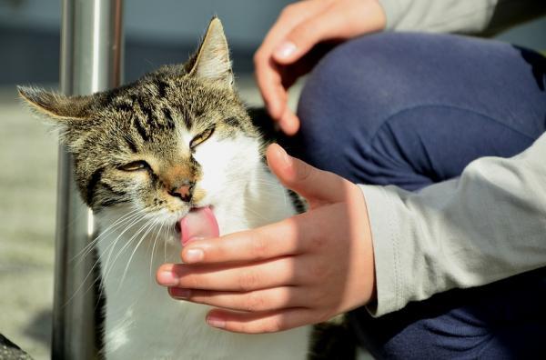 Słód dla kotów - Różne zastosowania i jak często go podawać - Ile powinienem go podawać?  A jak często to oferować?