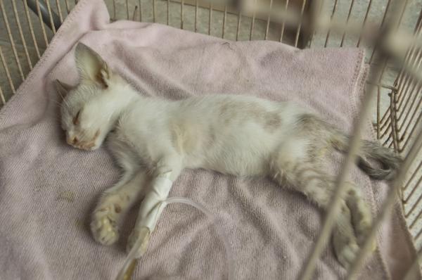 Biegunka u kotów - przyczyny, leczenie i domowe środki zaradcze - leczenie biegunki u kotów