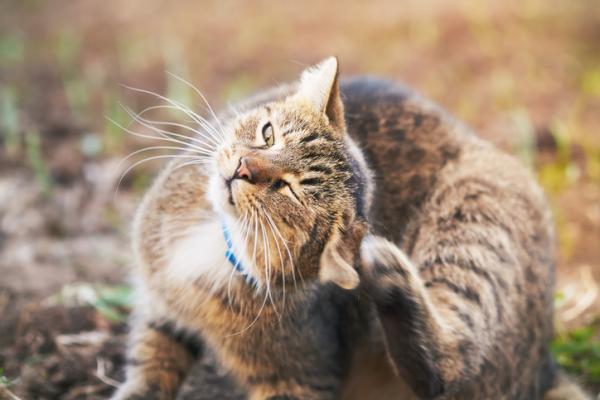 Częste choroby ucha kota - choroby ucha kota: zapalenie ucha