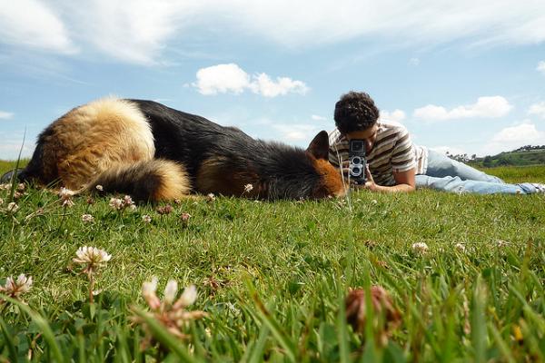 Ćwiczenia dla psów z dysplazją stawu biodrowego – dlaczego tak się dzieje?