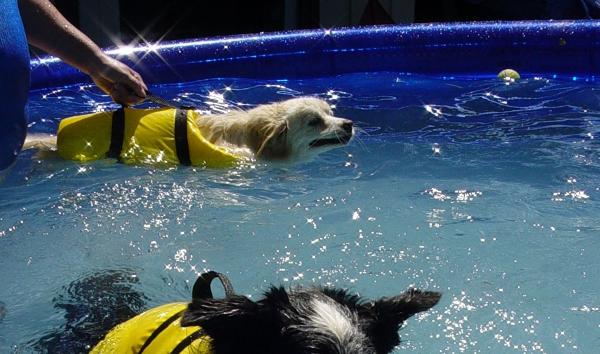 Ćwiczenia dla psów z dysplazją stawów biodrowych - Hydroterapia