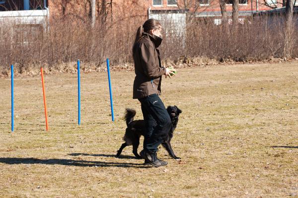 Ćwiczenia dla psów z dysplazją stawu biodrowego - Ćwiczenia stabilizujące lub aktywne
