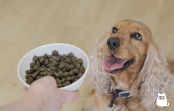 Czy to normalne, że mój pies zawsze jest głodny?  - Jak pomóc psu, który ma obsesję na punkcie jedzenia?