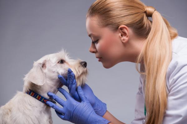 Sztuczki, jak usunąć plamy z łez u psów - Jakie są przyczyny plam z łez?