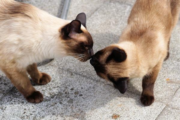 Imiona dla samców i samic kotów syjamskich - dowiedz się, jak dbać o swojego kota syjamskiego