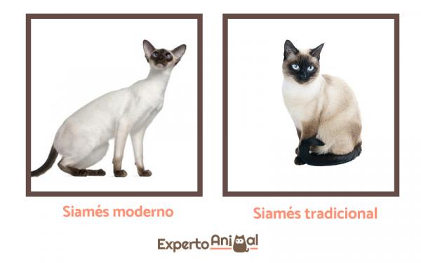 Imiona dla samców i samic kotów syjamskich - Kot syjamski