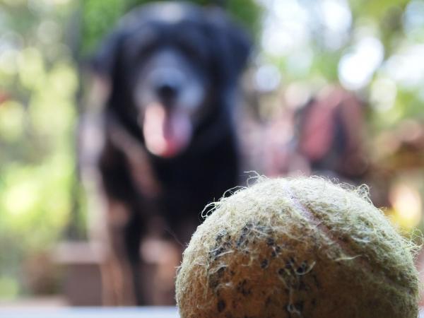 Zabawki niezalecane dla psów - Piłki golfowe i tenisowe