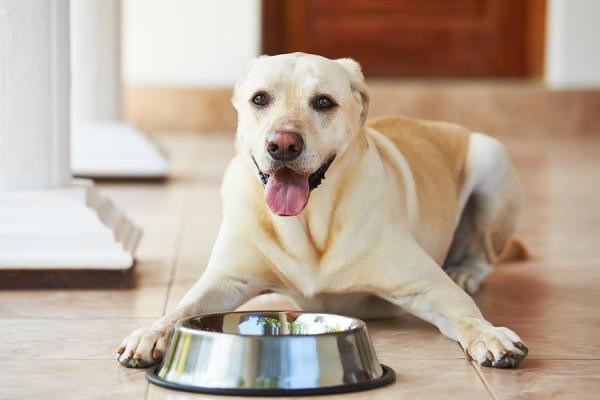 Labrador i jego obsesja na punkcie jedzenia – dlaczego labrador retriever ma nienasycony apetyt?