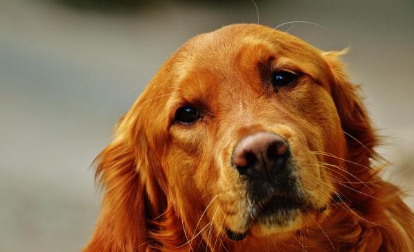 Rak kości u psów - objawy i leczenie - Rak kości u psów