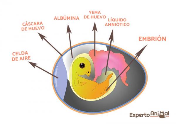 Jak rodzą się pisklęta?  - Części zapłodnionego jaja