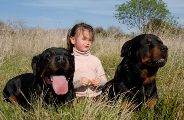 Pielęgnacja psów Rottweiler - Wzbogacenie i stymulacja