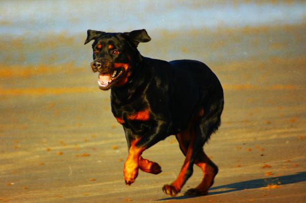 Opieka nad psem Rottweiler - spacery i ćwiczenia