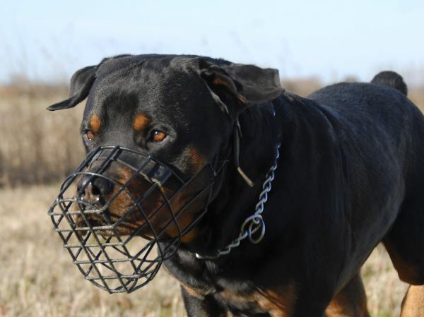 Opieka nad psem Rottweilera – używanie kagańca i smyczy