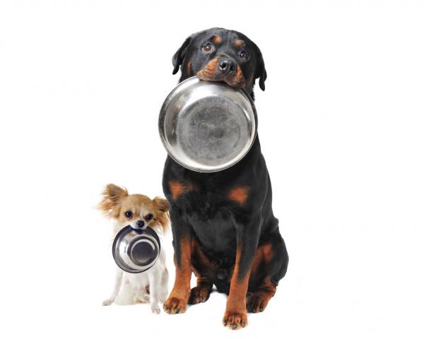 Pielęgnacja psów Rottweiler - Jedzenie