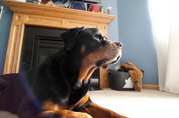 Opieka nad psem Rottweiler - edukacja i szkolenie