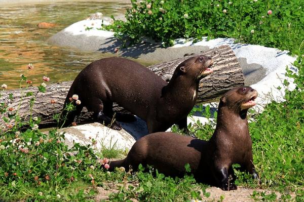 10 najbardziej zagrożonych zwierząt w Ekwadorze - wydra olbrzymia