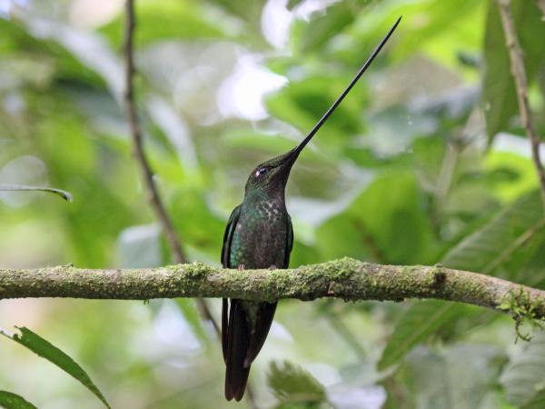 10 najbardziej zagrożonych zwierząt w Ekwadorze - Koliber mieczodzioby