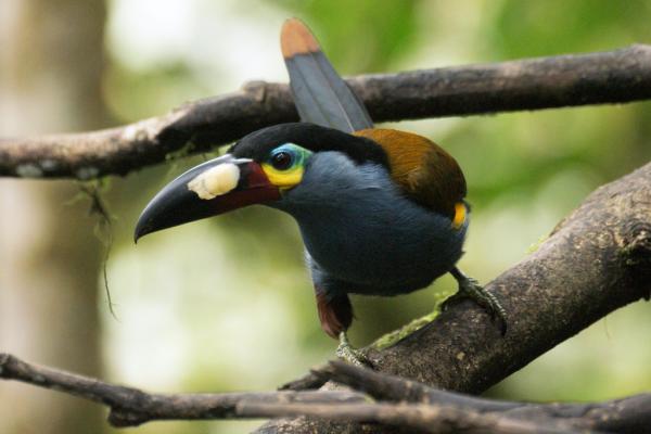10 najbardziej zagrożonych zwierząt w Ekwadorze - tukan andyjski