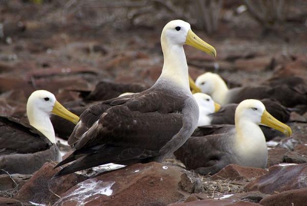 10 najbardziej zagrożonych zwierząt w Ekwadorze - Albatros z Galapagos