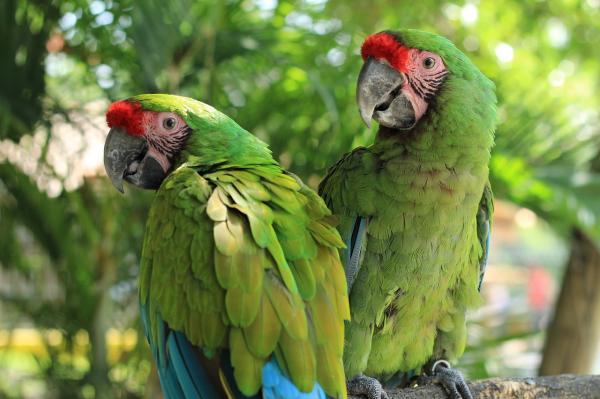 10 najbardziej zagrożonych zwierząt w Ekwadorze - Papagayo de Guayaquil