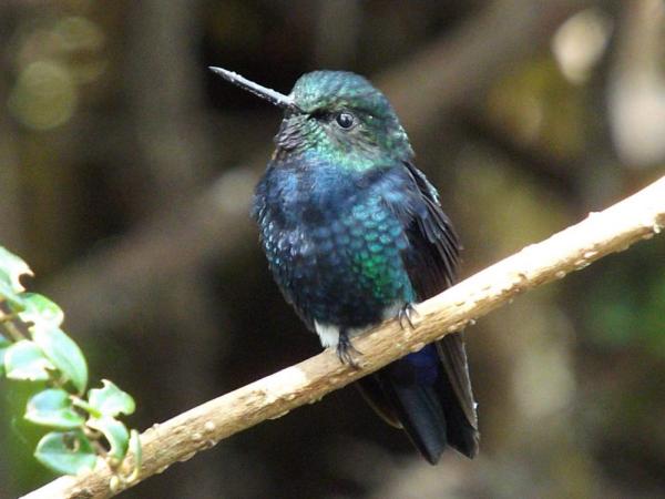 10 najbardziej zagrożonych zwierząt w Ekwadorze — Zamarrito z czarnymi piersiami