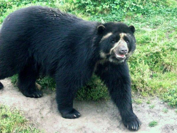 10 najbardziej zagrożonych zwierząt w Ekwadorze – niedźwiedź okularowy