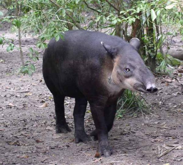 10 najbardziej zagrożonych zwierząt w Ekwadorze - tapir z Ameryki Środkowej