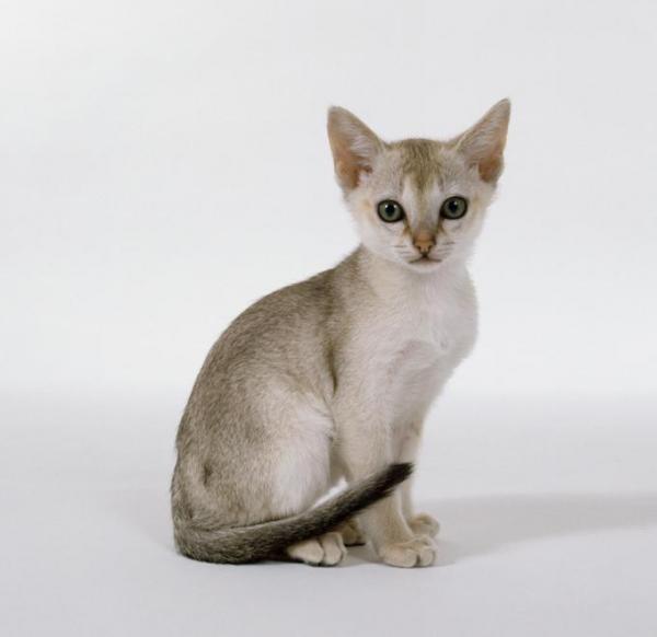 5 najmniejszych ras kotów na świecie - 1. Singapur, najmniejszy kot na świecie