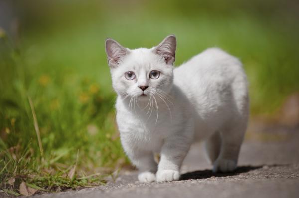 5 najmniejszych ras kotów na świecie - 3. Munchkin
