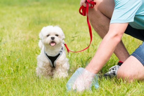 Nauczanie chodzenia dorosłego psa na smyczy – pierwszy spacer poza domem