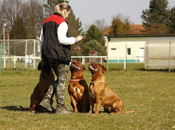 Kryteria szkolenia psów - Tylko jedno kryterium w każdej sesji