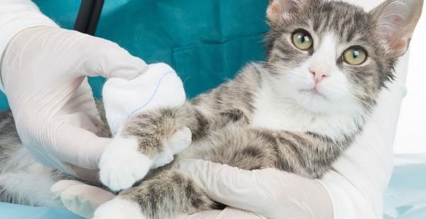 Rany kota – pierwsza pomoc – ukąszenia zwierząt lub rany kłute