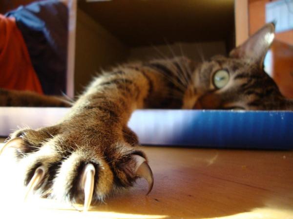Rany kota - pierwsza pomoc - podarte i złamane paznokcie 