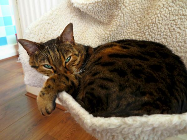 Choroby kota bengalskiego - Na jakie choroby zwykle cierpi kot bengalski?