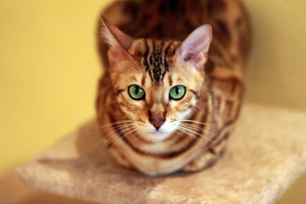 Choroby kota bengalskiego - kardiomiopatia przerostowa u kotów bengalskich 