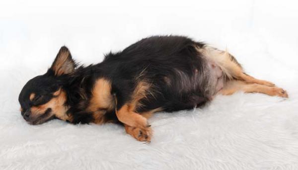 Rozszczep podniebienia u psów - przyczyny i operacja - przyczyny rozszczepu podniebienia u psa
